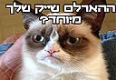 כיצד נולד מם גראמפי קט? שאלנו את המומחים