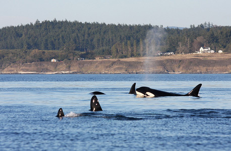 סלפי עם לווייתנים: 10 מקומות מעולים לצפייה מקרוב ביונק הימי