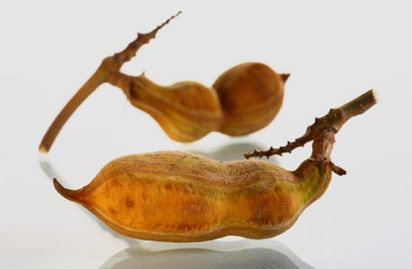 שעועית הגלידה שעועית הגלידה