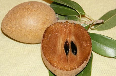 ספודילה ספודילה