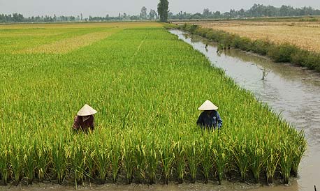 Vietnamese farmers grow rice in a flooded paddy. Photo: Bloomberg Vietnamese farmers grow rice in a flooded paddy. Photo: Bloomberg