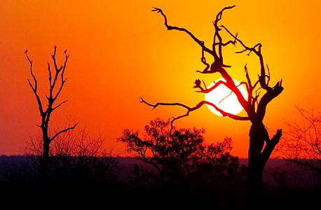 נלספרויט: Kruger National Park
