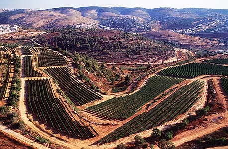 כרם יקב קסטל בהרי יהודה. מבשילים בגובה 700 מטר מעל פני הים כרם יקב קסטל בהרי יהודה. מבשילים בגובה 700 מטר מעל פני הים