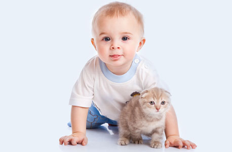 דו"ח טכנולוגי: מדוע הרתיחה הסיומת "baby." את הדם הסעודי?