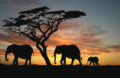 Elephants. Photo: Shutterstock Elephants. Photo: Shutterstock