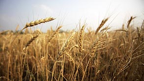 חיטה. הבצורת הקשה ביותר זה 50 שנה חיטה. הבצורת הקשה ביותר זה 50 שנה