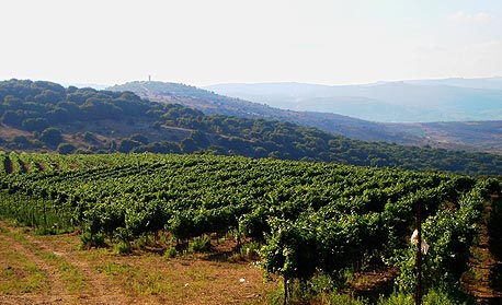 כרם דובב. בין הר מירון ללבנון גדלים ענבי מרלו וארגמן כרם דובב. בין הר מירון ללבנון גדלים ענבי מרלו וארגמן