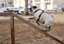 גינת כלבים בפלורנטין, תל אביב, צילום: עמית שעל