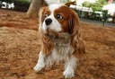 גינת כלבים בנחלת יצחק, צילום: עמית שעל