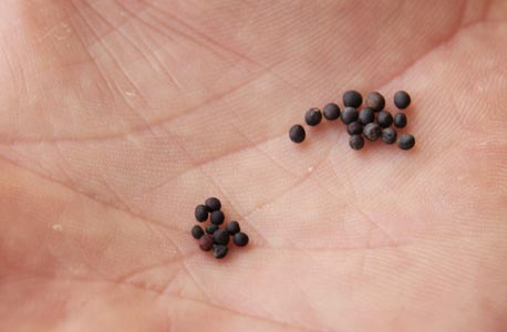 זרעי לפתית של קיימא (מימין) לעומת זרעים רגילים. היבול עלה ב-30%, צילום: אבישג שאר ישוב