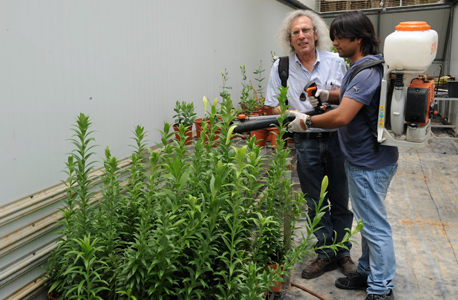 משמאל: פרופ' אריה מרקוס, ממייסדי BotanoCap משמאל: פרופ' אריה מרקוס, ממייסדי BotanoCap