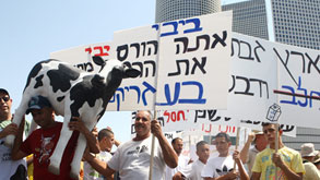 אחת מהפגנות הרפתנים שלשום. "מה רוצים, שנרביץ לפרה?" אחת מהפגנות הרפתנים שלשום. "מה רוצים, שנרביץ לפרה?"