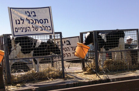הפגנה של רפתנים במחאה על הפחתת מחיר המטרה הפגנה של רפתנים במחאה על הפחתת מחיר המטרה