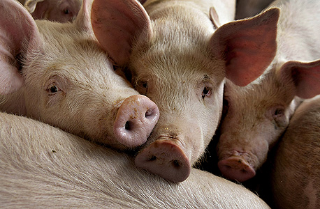 Pigs. Photo: Bloomberg