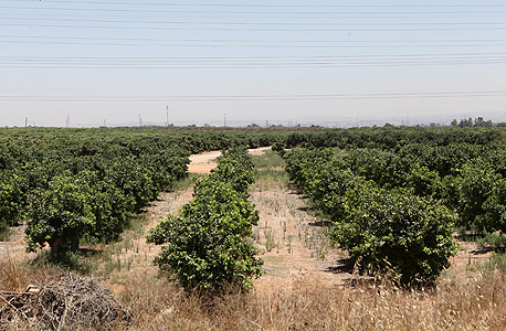 קרקע חקלאית במרכז הארץ. הצורך לעגן את זכויות המתיישבים בהסכמי חכירה לדורות הוכר ע"י מנהל מקרקעי ישראל כבר בהחלטות משנת 1989 קרקע חקלאית במרכז הארץ. הצורך לעגן את זכויות המתיישבים בהסכמי חכירה לדורות הוכר ע"י מנהל מקרקעי ישראל כבר בהחלטות משנת 1989