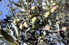 הקרינה מסוכנת לעצים. ומה איתנו? הקרינה מסוכנת לעצים. ומה איתנו?