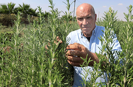 שלמה אברבנאל, תאשור שלמה אברבנאל, תאשור