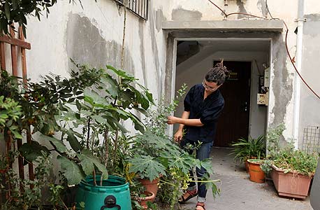 הדירה האקולוגית של עץ בעיר בת"א הדירה האקולוגית של עץ בעיר בת"א