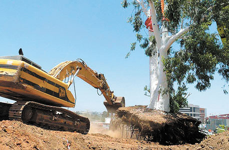 רחובות: האקליפטוסים הפריעו לרכבת. 5 אקליפטוסים בני למעלה מ-80 שנה הועתקו ממקומם ביוני 2012 במסגרת פרויקט של ביצוע פרדה מפלסית בין רכבת לכביש שביצעה נתיבי איילון רחובות: האקליפטוסים הפריעו לרכבת. 5 אקליפטוסים בני למעלה מ-80 שנה הועתקו ממקומם ביוני 2012 במסגרת פרויקט של ביצוע פרדה מפלסית בין רכבת לכביש שביצעה נתיבי איילון