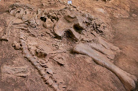מאובן דינוזאור באתר חפירות בסין. מבין הכחדות רבות, רק בזו נמצאו ראיות לאסון שמקורו חוץ־ארצי 