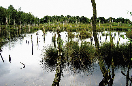 "The Swamp" (גרמניה, 2008). "זה בעצם נוף מנטלי. אין לי עניין בנוף. אני לא מתרגשת מעצים" "The Swamp" (גרמניה, 2008). "זה בעצם נוף מנטלי. אין לי עניין בנוף. אני לא מתרגשת מעצים"