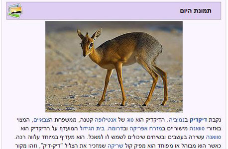 ויקיפדיה. בלעדיה, איך היינו יודעים מהו דיקדיק? ויקיפדיה. בלעדיה, איך היינו יודעים מהו דיקדיק?