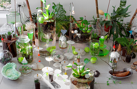 Flora & Fauna 2012, עבודה קודמת של עמרם Flora & Fauna 2012, עבודה קודמת של עמרם