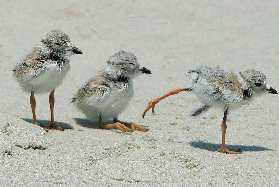 צילום: Dottie Dowling ,the nature Conservancy צילום: Dottie Dowling ,the nature Conservancy
