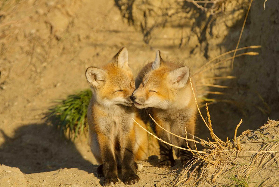 צילום: Ray Lee ,the nature Conservancy צילום: Ray Lee ,the nature Conservancy