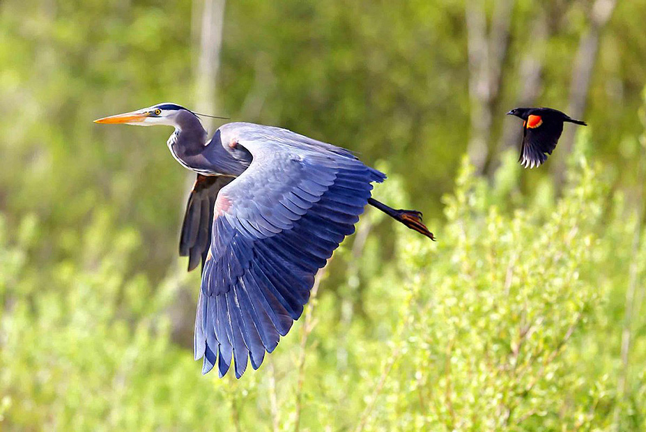 צילום: Tulus Simatupang ,the nature Conservancy צילום: Tulus Simatupang ,the nature Conservancy