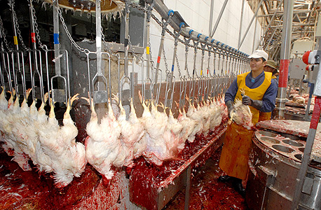 משחטת עופות בשדרות. תעשיית הבשר למאכל אחראית לזיהום מקורות מים