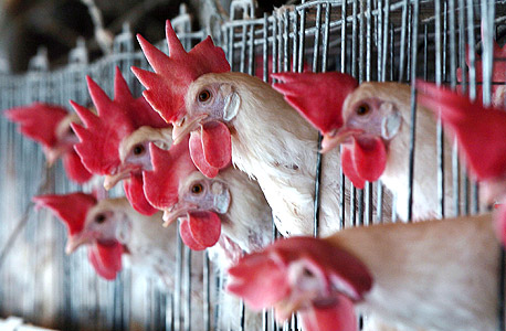 לול תרנגלות במושב דובב (ארכיון), צילום: אפי שריר