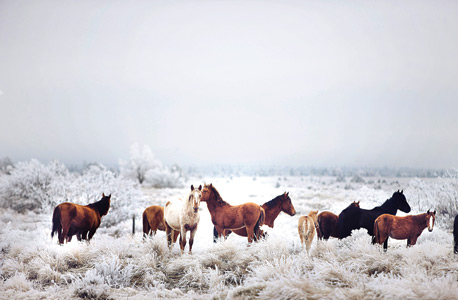 "Winter Horseland", סוסי פרא משתובבים בשלג במדינת אורגון