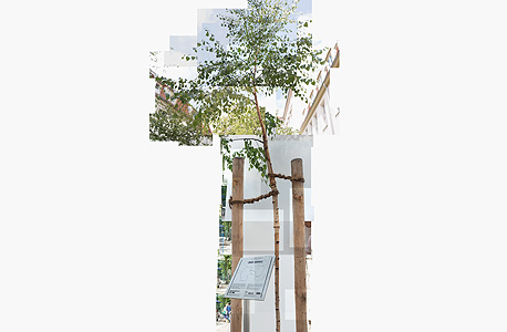 עץ שדר (Birch) שנלקח מאזור מחנה ההשמדה אושוויץ והוצב בברלין. אזולאי הזמינה מומחה לצמחים, וזה קבע שזיכרון הזרע של העץ מושפע מהאזור שממנו נלקח, ושהוא מתקשה להצמיח שורשים איתנים עץ שדר (Birch) שנלקח מאזור מחנה ההשמדה אושוויץ והוצב בברלין. אזולאי הזמינה מומחה לצמחים, וזה קבע שזיכרון הזרע של העץ מושפע מהאזור שממנו נלקח, ושהוא מתקשה להצמיח שורשים איתנים