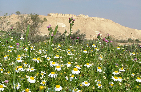 פרויקט ניצנה, שבוטל בלחץ הארגונים הסביבתיים. "הירוקים טענו שאני מדירה אותם ממוסדות התכנון, אבל זה שקר, זו לא היתה האג'נדה שלי" פרויקט ניצנה, שבוטל בלחץ הארגונים הסביבתיים. "הירוקים טענו שאני מדירה אותם ממוסדות התכנון, אבל זה שקר, זו לא היתה האג'נדה שלי"