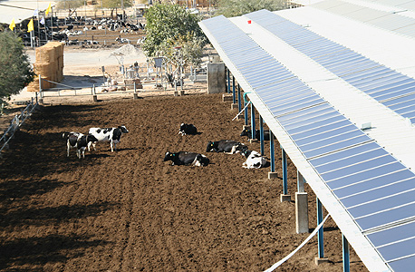 אור ההיאחזות: מי החברות הבולטות בשוק הסולארי?