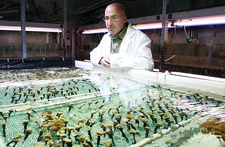 גיא פז ואלמוגים במעבדה גיא פז ואלמוגים במעבדה