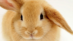 ארנבות - הפיתוח החדש של לוריאל ימנע את הצורך בשימוש בחיות לניסויים קוסמטיים
