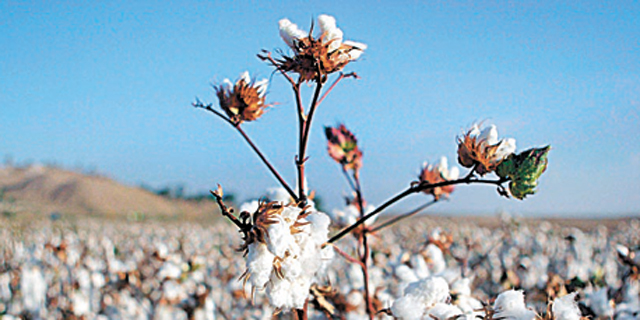 Evogene Signs Brazilian Partnership to Develop Pest-Resistant Cotton