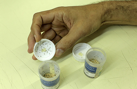 שפופרת הצרעה הטפילית שפופרת הצרעה הטפילית