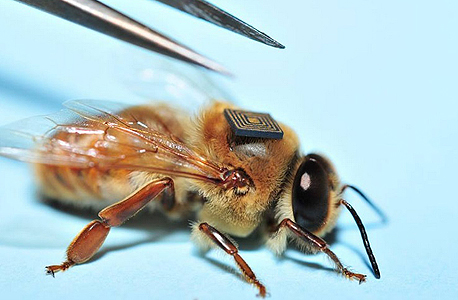 אינטל דבורים שבבים 