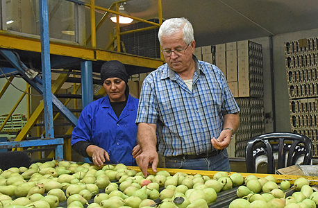 בית האריזה ליד ראש פינה. לונה פארק לאגסים בית האריזה ליד ראש פינה. לונה פארק לאגסים