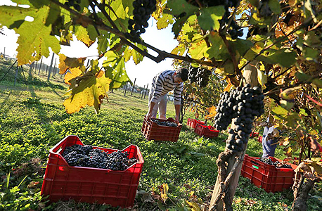באוקטובר האחרון עקפה איטליה את צרפת והפכה ליצרנית היין הגדולה בעולם, צילום: בלומברג