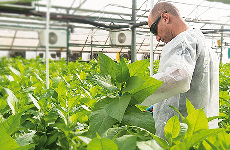 Collplant's tobacco plants