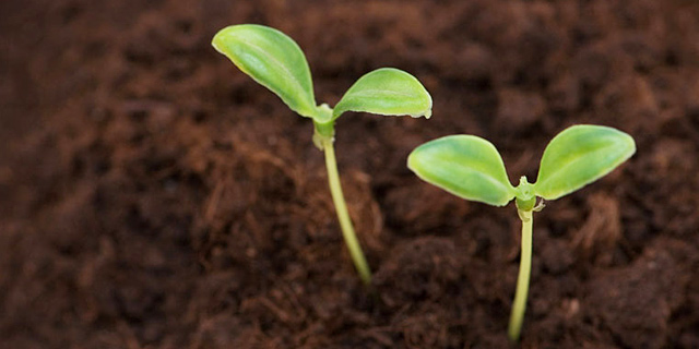 שוק הזרעים העולמי: זרעים יקרים יותר מזהב