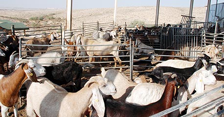 עז. המוצר החדש של פייסבוק עז. המוצר החדש של פייסבוק