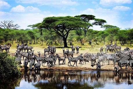 טנזניה, שמורת הטבע סרנגטי. למה: נדידת בעלי חיים דרומה, צילום: shutterstock