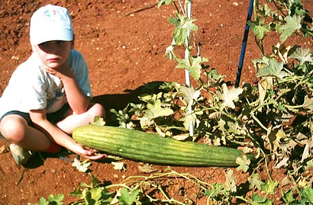 גינה קהילתית, פסגת זאב, ירושלים גינה קהילתית, פסגת זאב, ירושלים