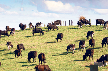 Cattle. Photo: Bloomberg Cattle. Photo: Bloomberg