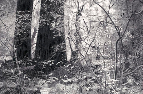"Muri Wood". "אחרי שנים שבהן אני עובד רק עם עיפרון ביד, היד שלי כבר נהייתה יצור בפני עצמו" "Muri Wood". "אחרי שנים שבהן אני עובד רק עם עיפרון ביד, היד שלי כבר נהייתה יצור בפני עצמו"